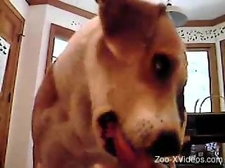 Unassuming dog helping a horny guy cum buckets in POV