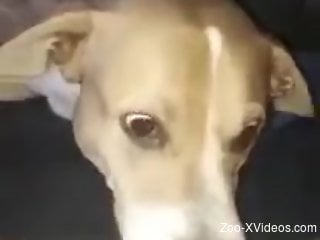 Fine woman loads the dog dick in her tiny holes