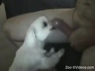 Little dog sucks owner's cock when he jerks off on cam