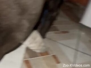 Guy's hot butthole gets pounded by a sexy dogg