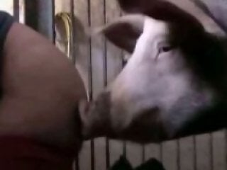 Animal porn and bestiality